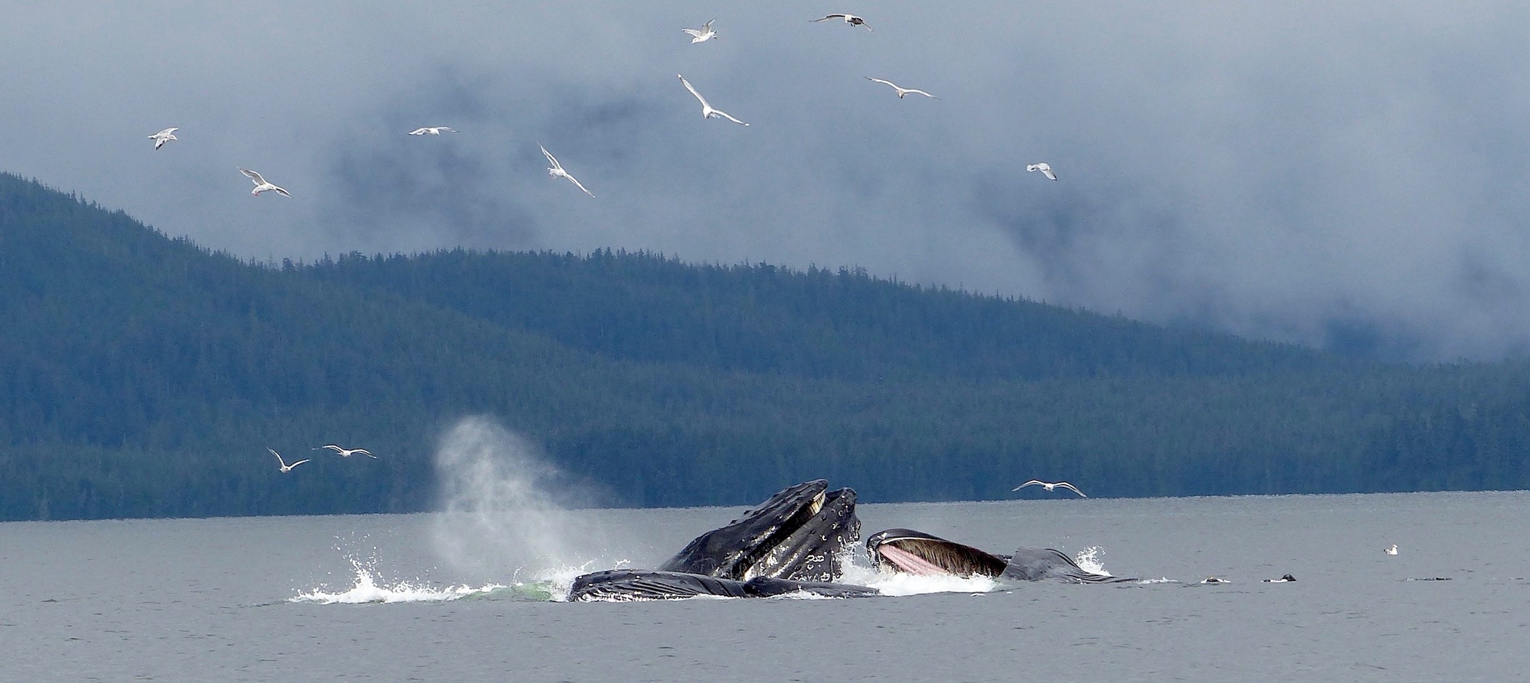 IN AN INSTANT THE WHALES BROKE THE SURFACE, MOUTHS FILLED WITH GREAT GULPS OF WATER AND FISH AND GULLS SQUACK ALL AROUND. IN THE CLARENCE STRAIT ON MY FORST DAY ON PRINCE OF WALES ISLAND, ALASKA. IMAGE: ©ROBERTA KRAVETTE