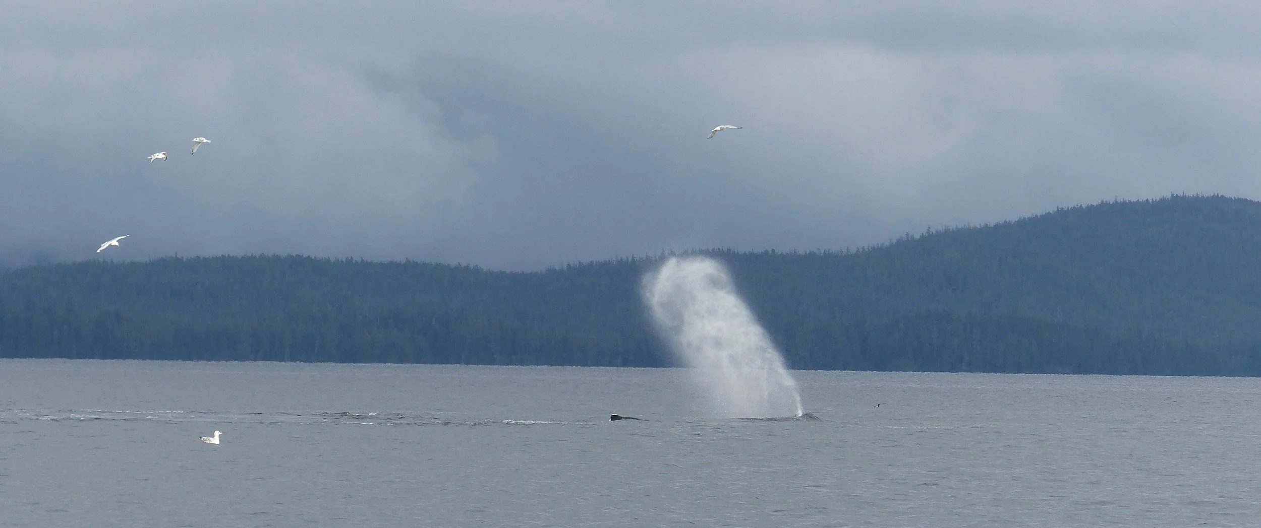 THE WHALES FOLLOWED THE FISH, THE BIRDS FOLLOWED THE WHALES … AND WE FOLLOWED THE SETTING SUN. IMAGE: ©ROBERTA KRAVETTE