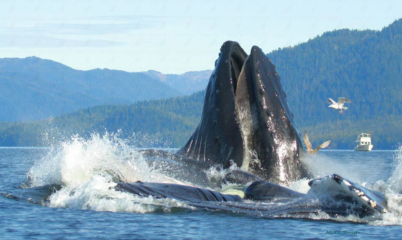 THIS IMAGE IS COURTESY OF ©MIKE SMITH WHO HAS FAR GREATER PRESENCE OF MIND (AND PHOTOGRAPHY EXPERTISE) WHEN IT COMES TO THE AMAZING SIGHT OF HUMPBACK WHALES BUBBLE-NET FEEDING! IMAGE: ©MIKE SMITH