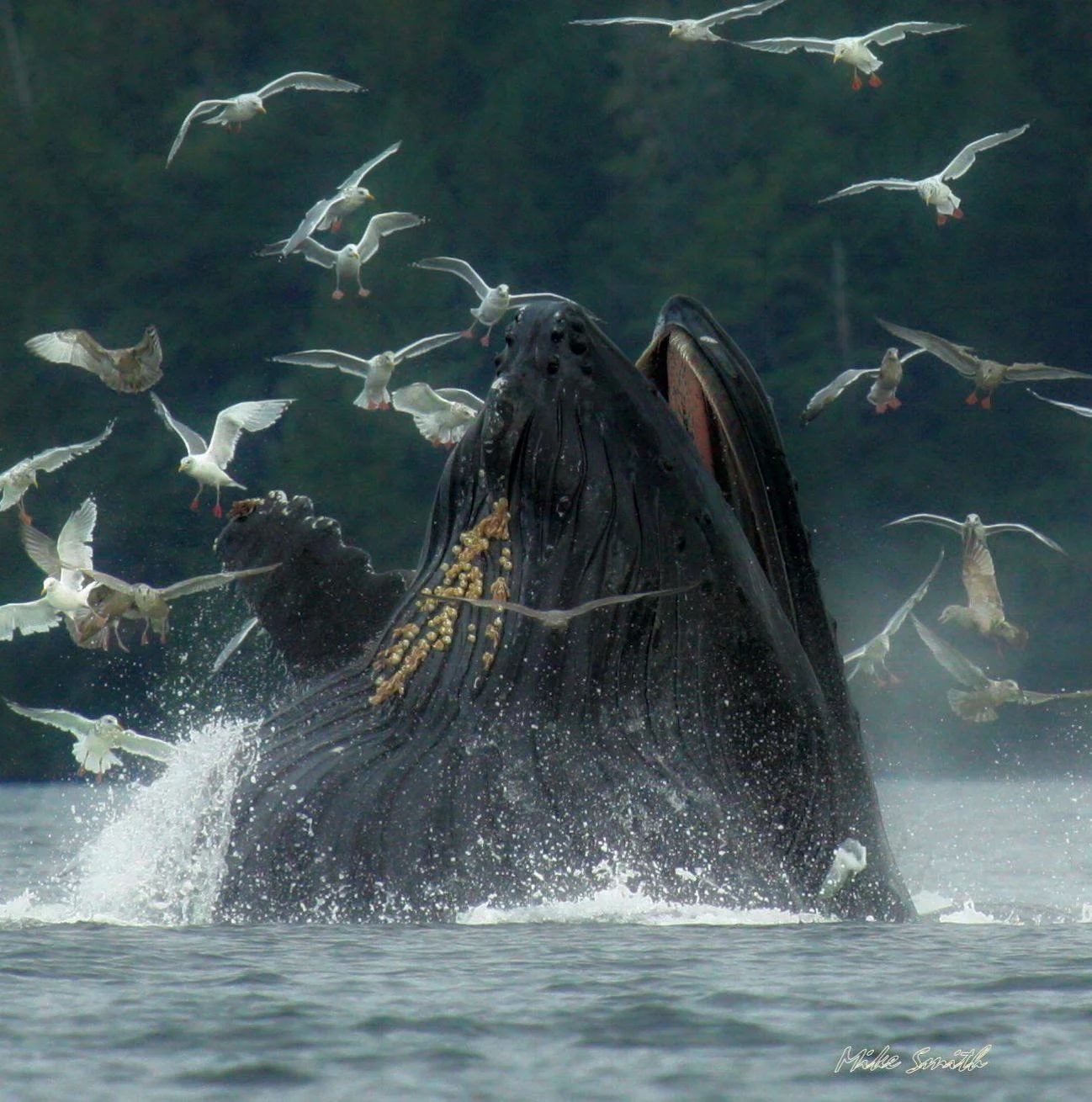 THIS IMAGE IS COURTESY OF ©MIKE SMITH WHO HAS FAR GREATER PRESENCE OF MIND (AND PHOTOGRAPHY EXPERTISE) WHEN IT COMES TO THE AMAZING SIGHT OF HUMPBACK WHALES BUBBLE-NET FEEDING! IMAGE: ©MIKE SMITH