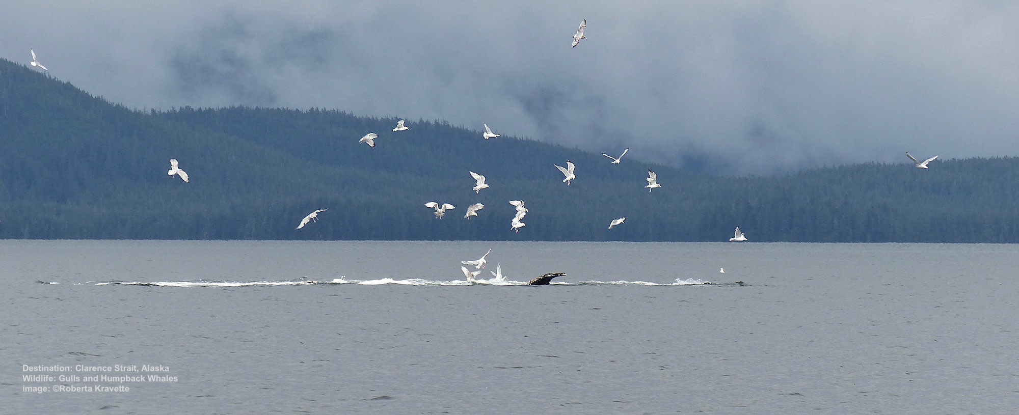 AS QUICKLY AS THEY APPEARED, THE WHALES WERE GONE LEAVING A MASS OF GULLS DIVING FOR LEFT-OVERS. IMAGE: ©ROBERTA KRAVETTE.