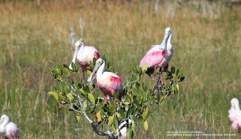 55 Reasons Why the Florida Everglades are Special — Destination: Wildlife™