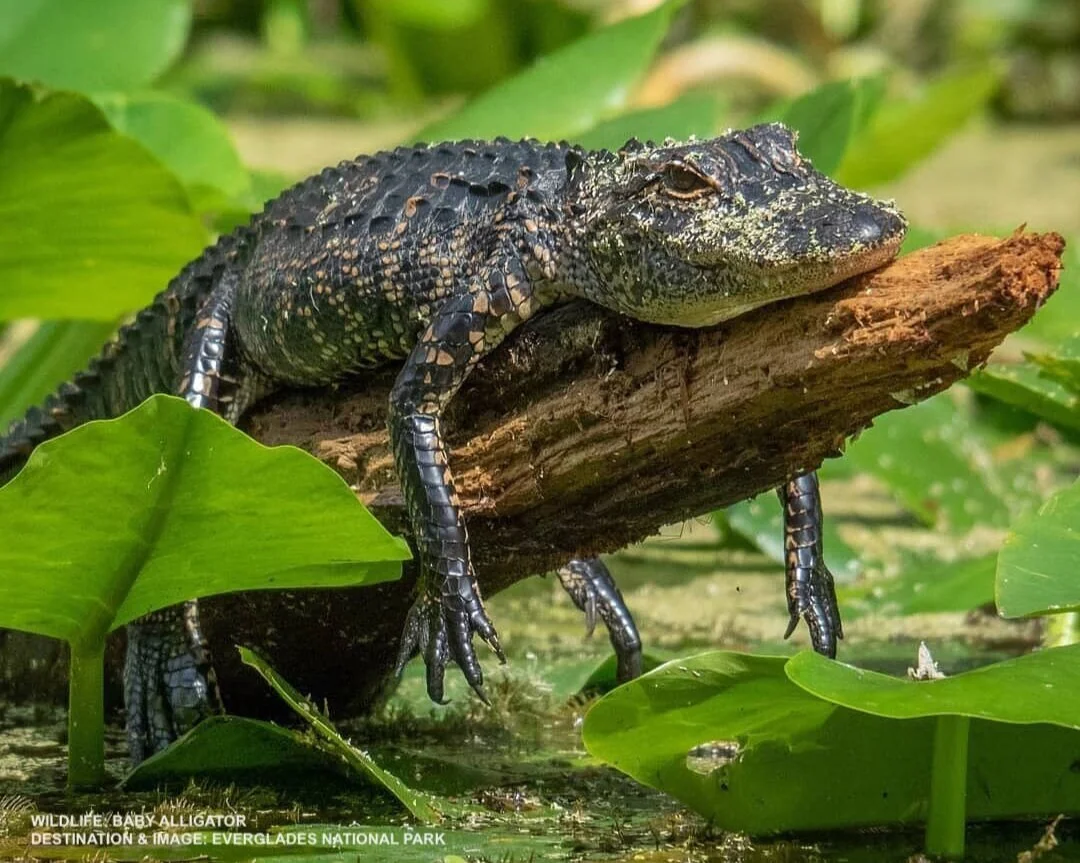 55 Reasons Why the Florida Everglades are Special — Destination Wildlife™