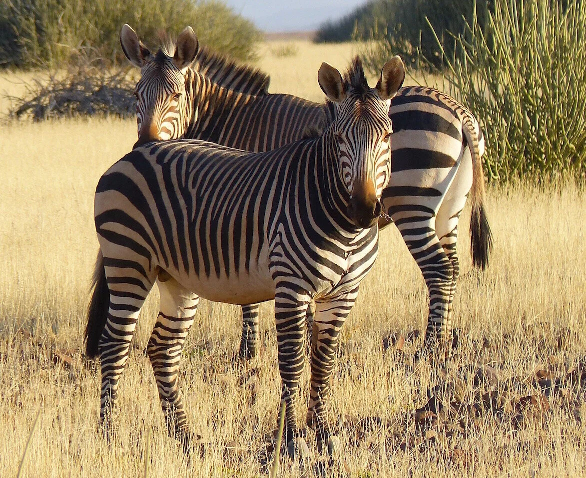 Zebra At the Edge of Dawn. Falling in Love With Namibia