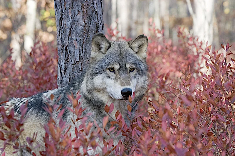 A Guide to Grey Wolves. All about Grey Wolves — Destination: Wildlife™