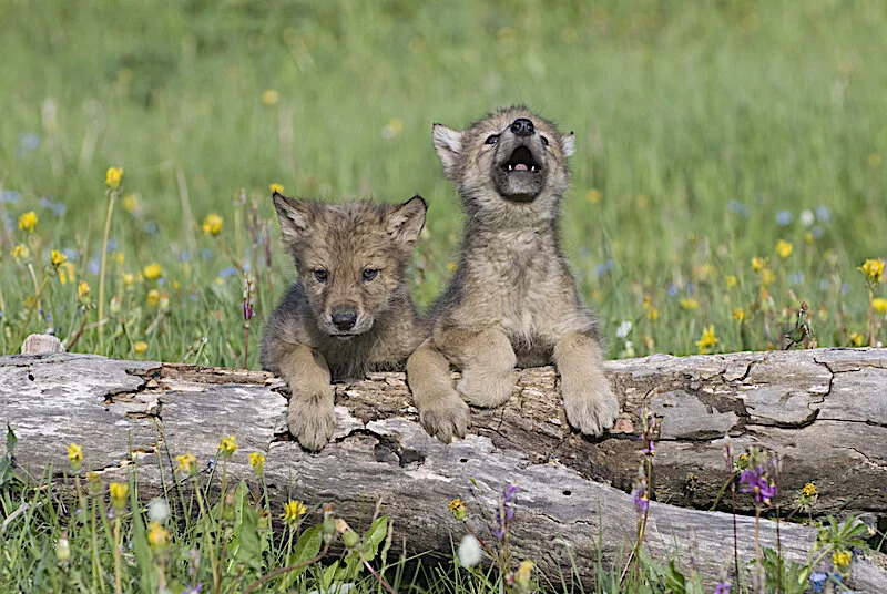 A Guide to Grey Wolves. All about Grey Wolves — Destination: Wildlife™