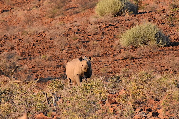 Black Rhino Spots You 