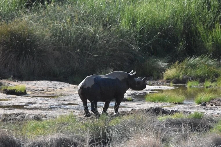 Black Rhino