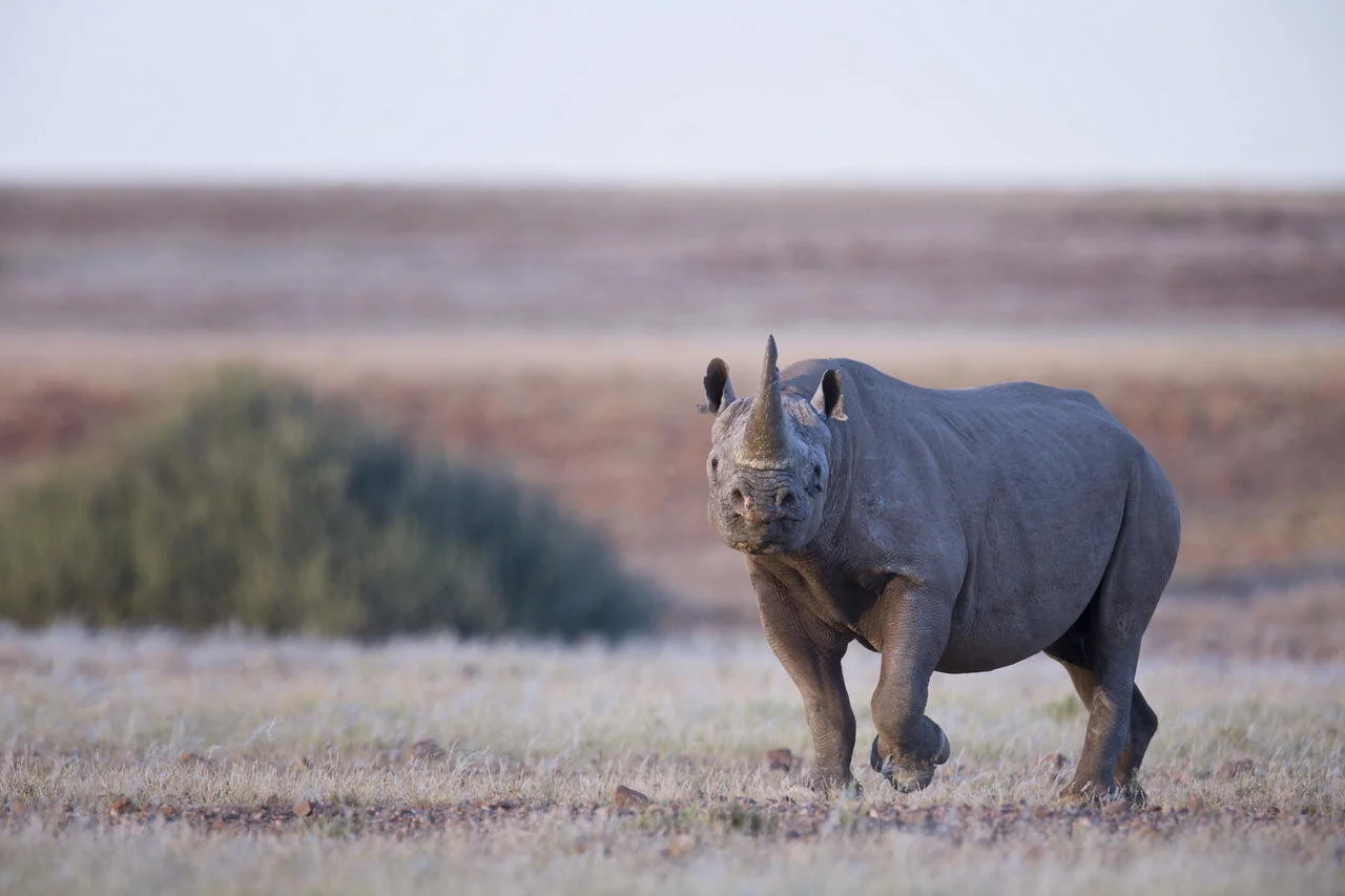 Black Rhino
