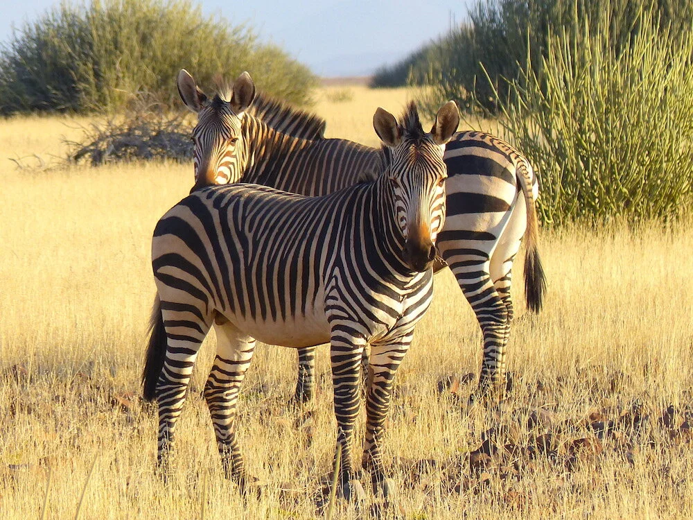 Mountain Zebra 