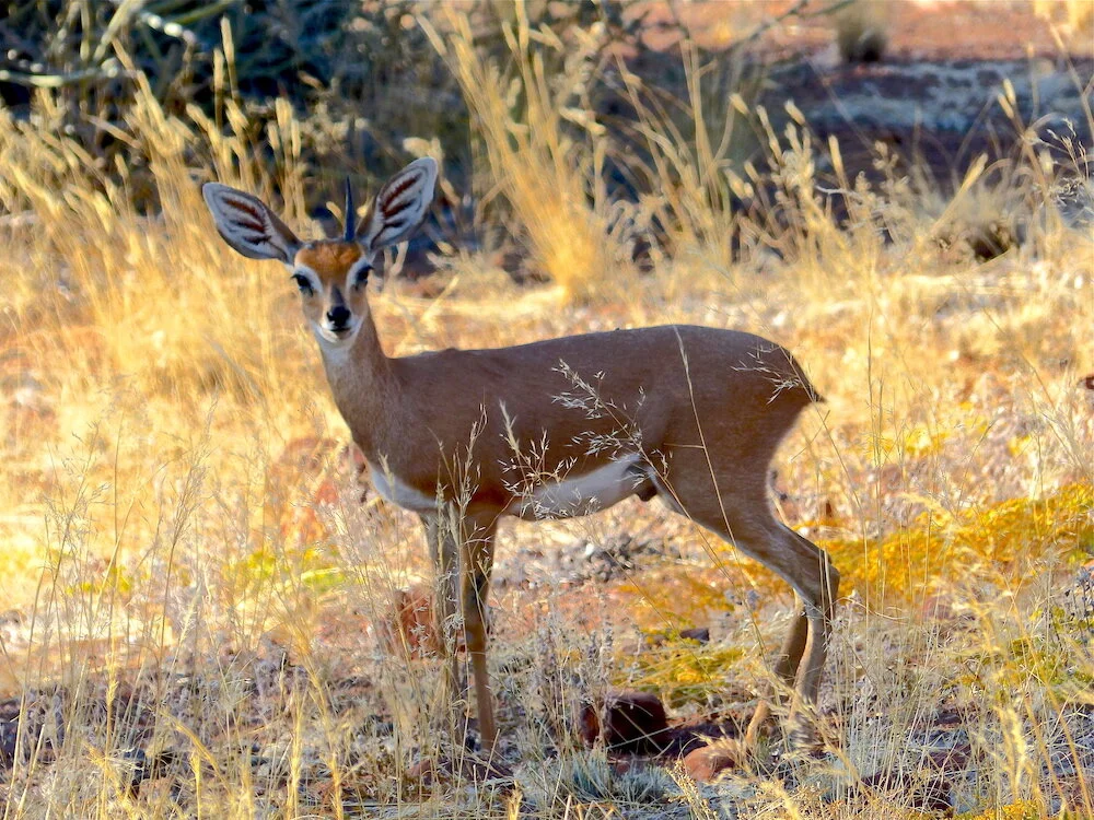 Steenbok