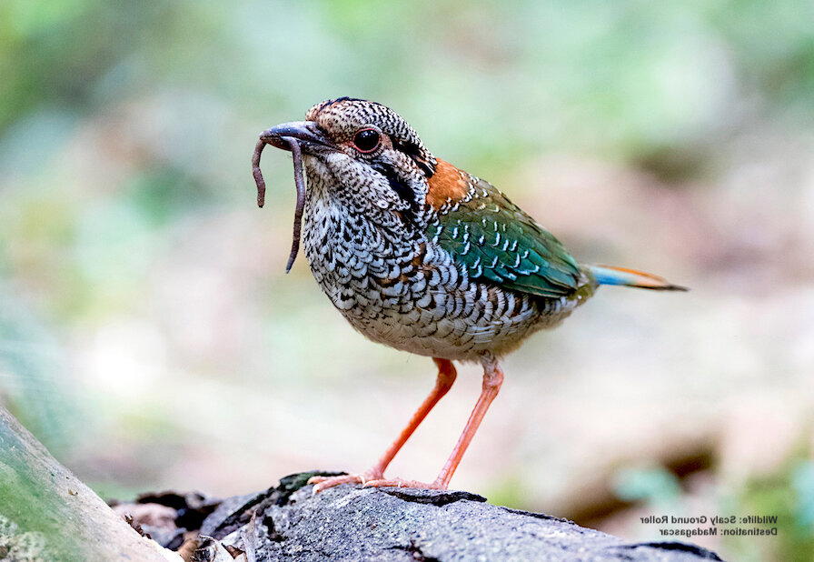 Madagascar 14-Day Birding Tour