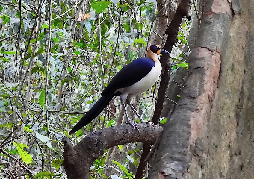 Ghana 16-Day Birding Tour