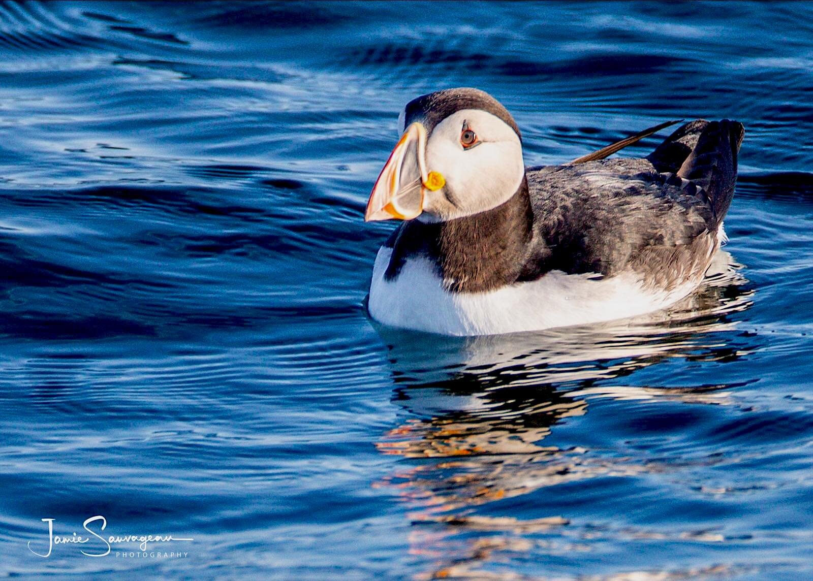 Puffin nesting sites in western Europe could be lost by end of