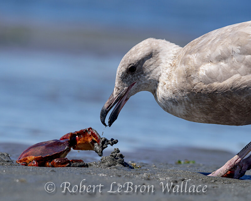 YOUNG GULL AND (RED ROCK?) CRAB 