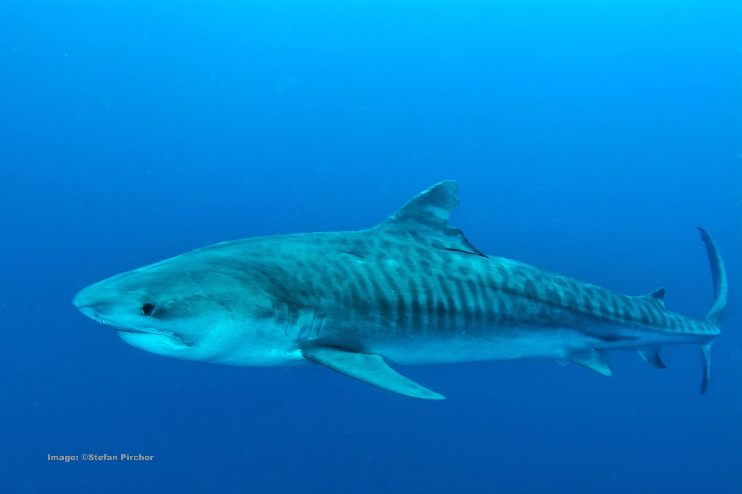 A Tigar Shark deep in the ocean