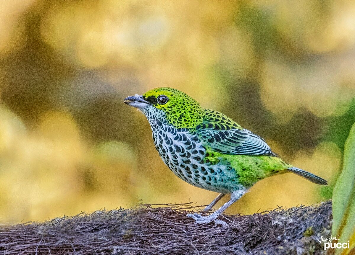 Speckled Tananger ©Juan Jose Pucci