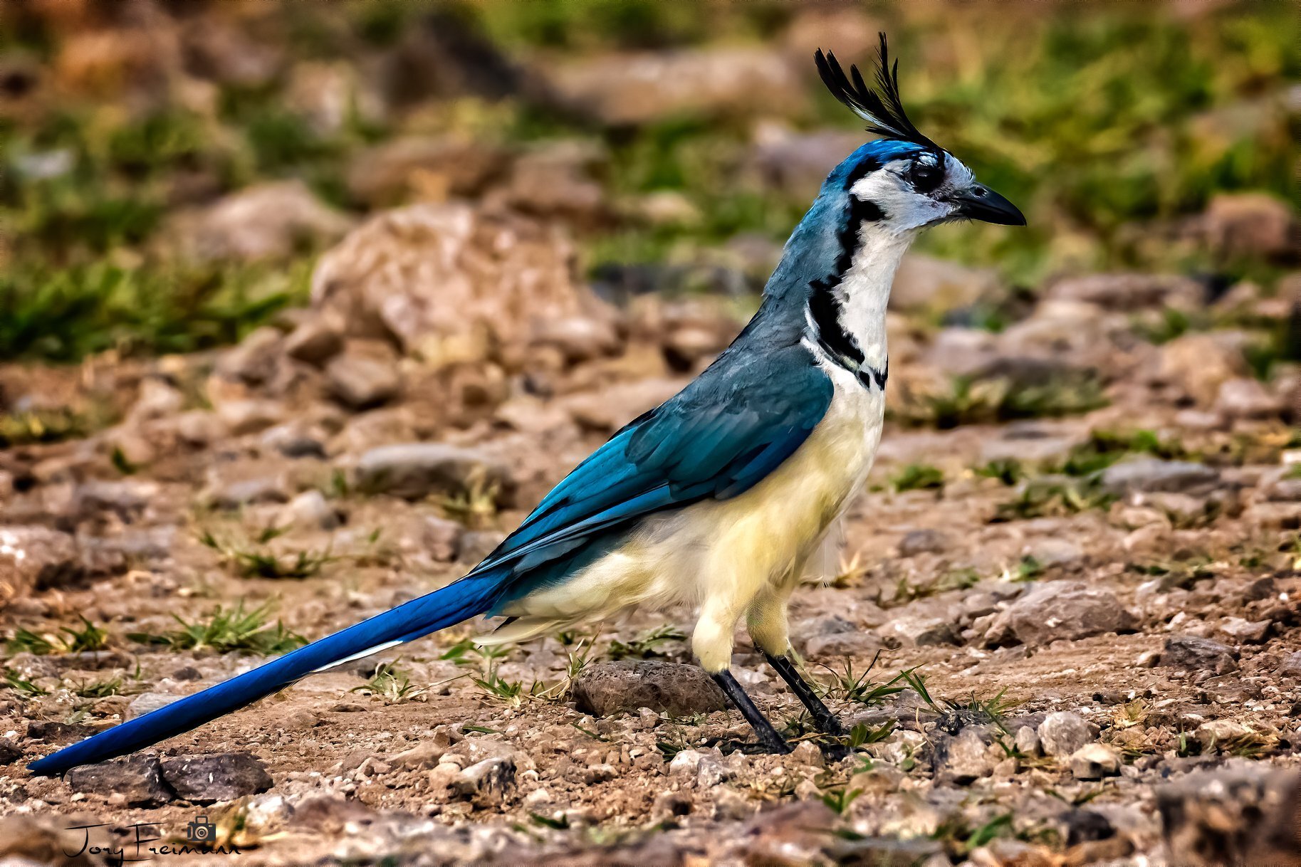White-Throated Magpie Jay ©Jory Freimann 