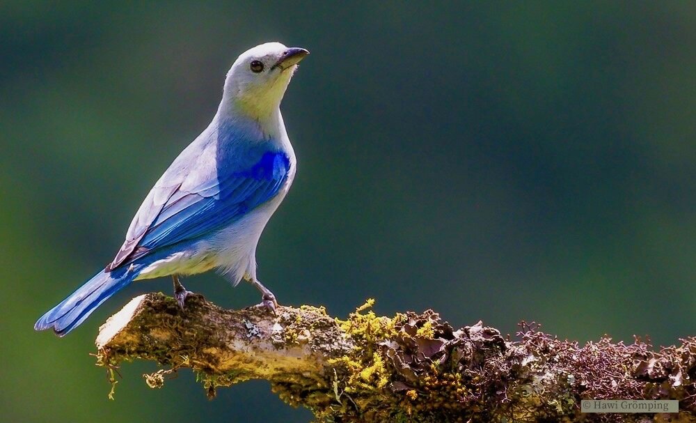 Grey-Blue Tanager ©Hawi Gromping