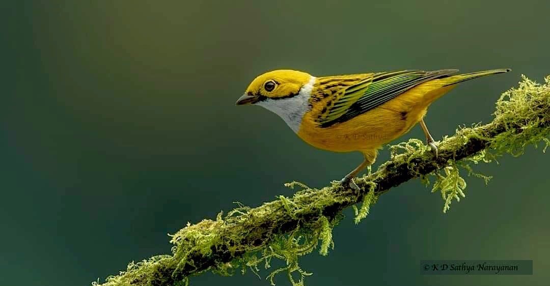 Silver-Throated Tanager ©K D Satiya Narayanan