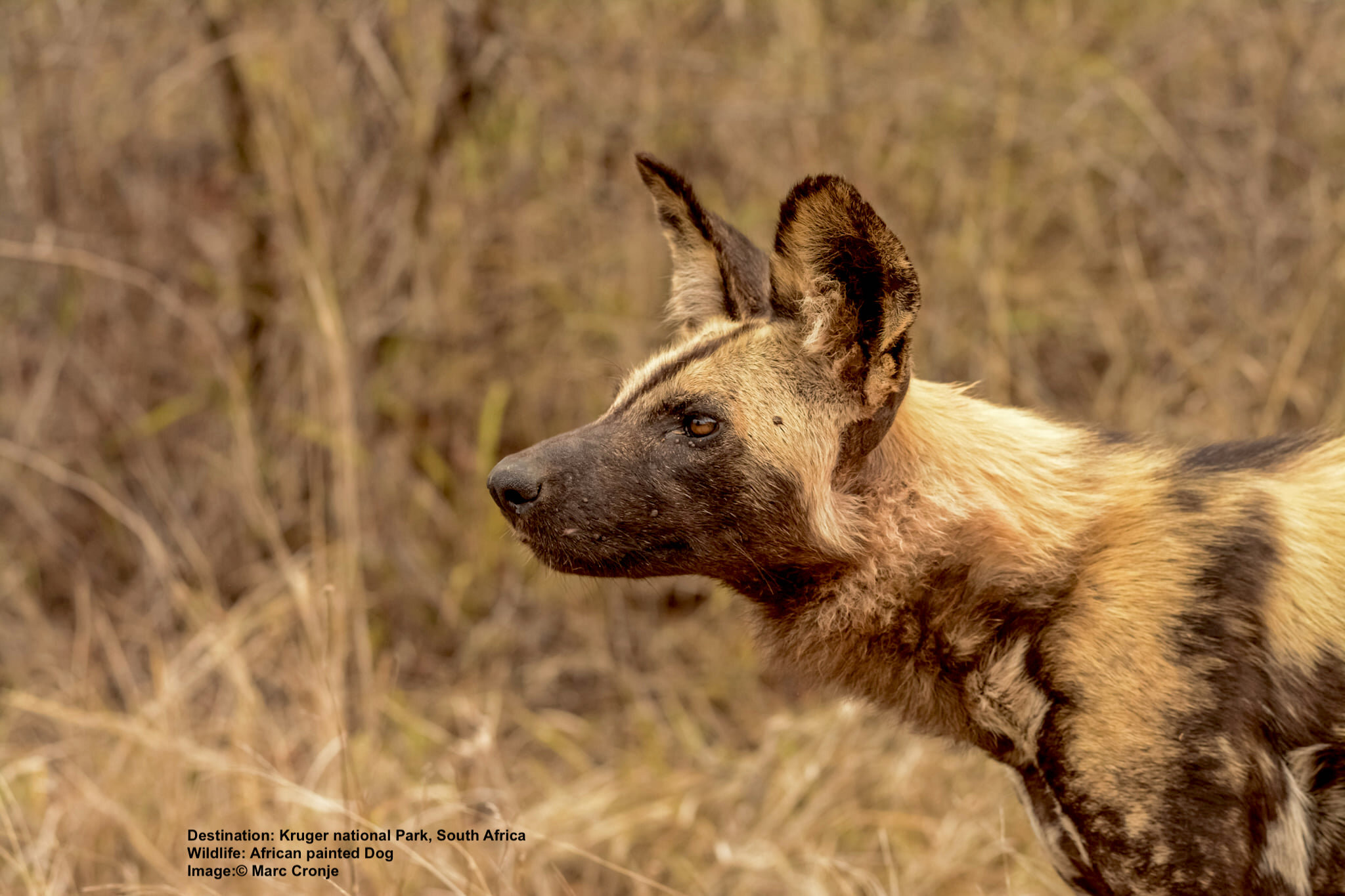 African wild dogs guide: species facts, habitat and why they're