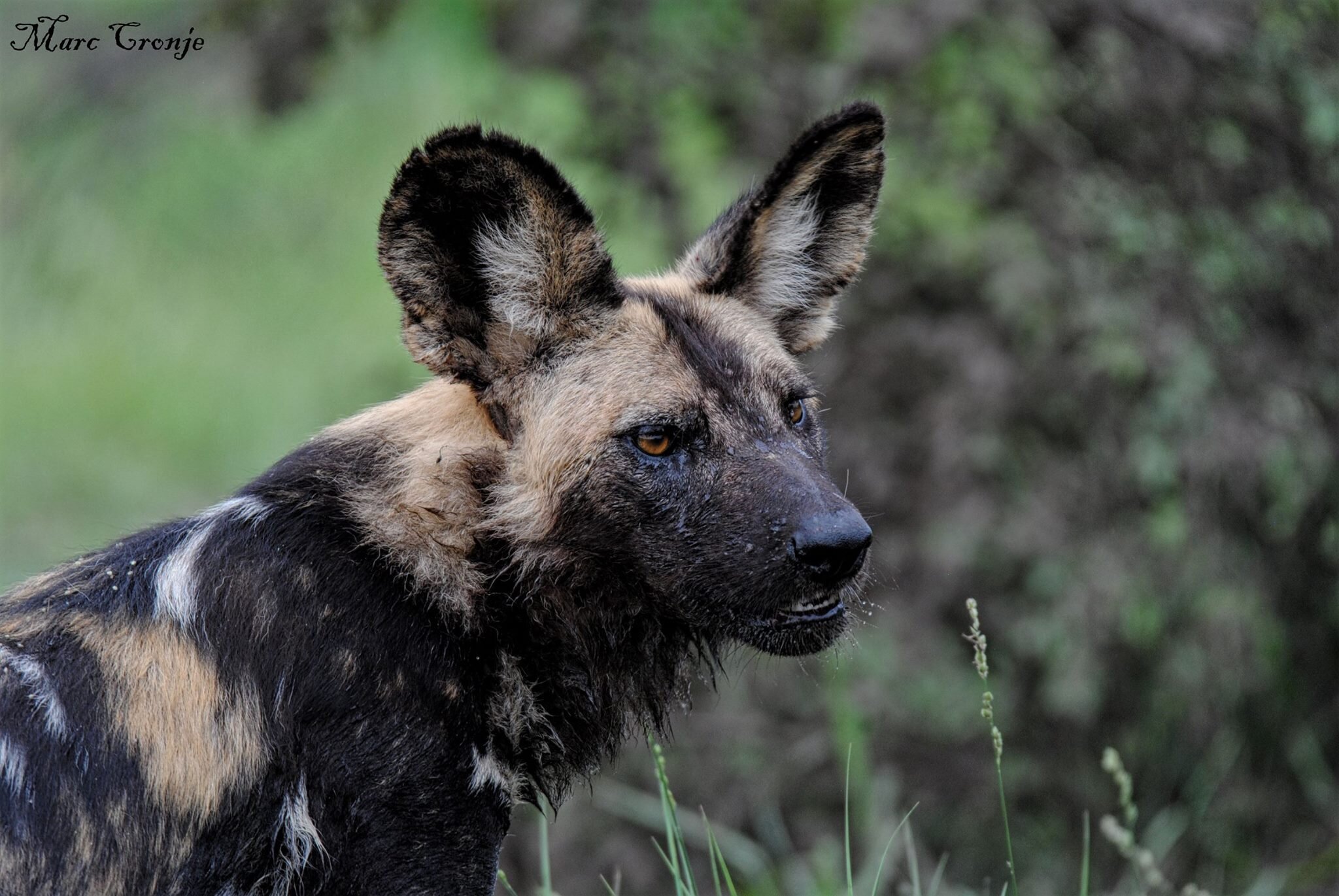 African Painted Dog Life Cycle — Destination: Wildlife™