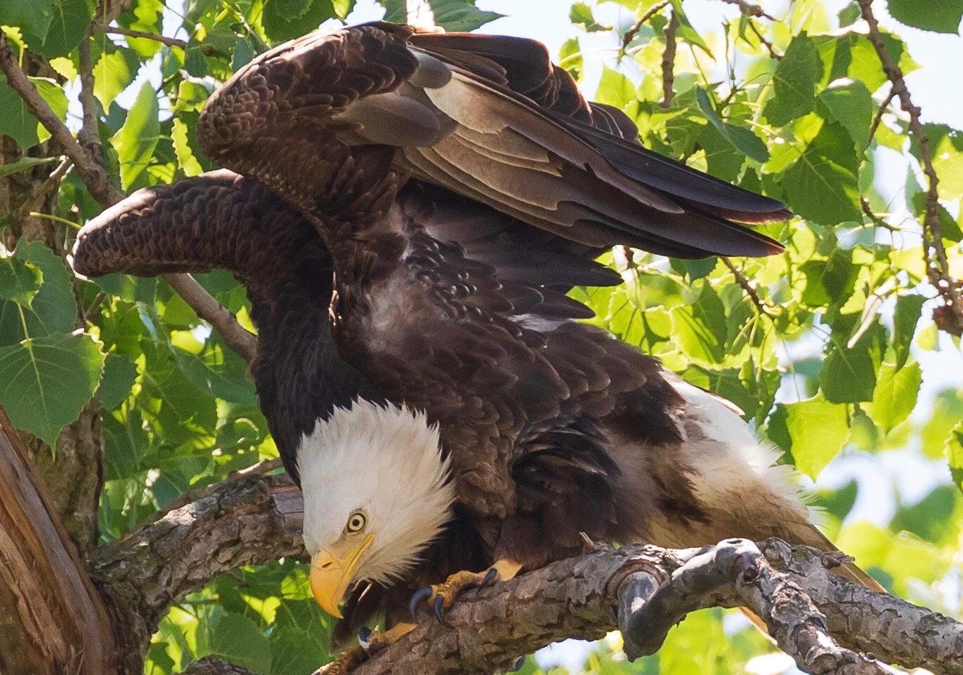 My 4 Favorite Places for Photographing Nature and Wildlife Near Chicago