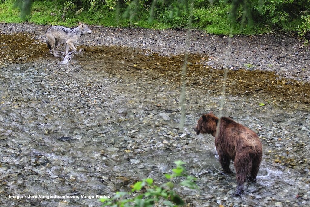 15_wolf meets grizzly in SE Alaska.jpg