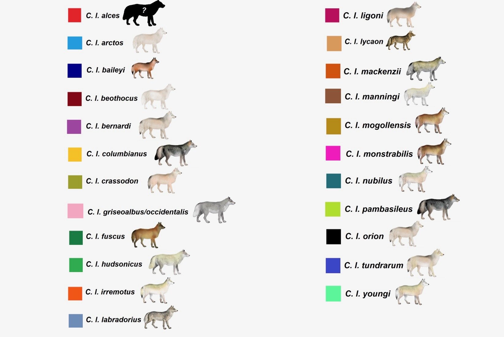 Not all grey wolves are the same. Canis lupus subspecies 