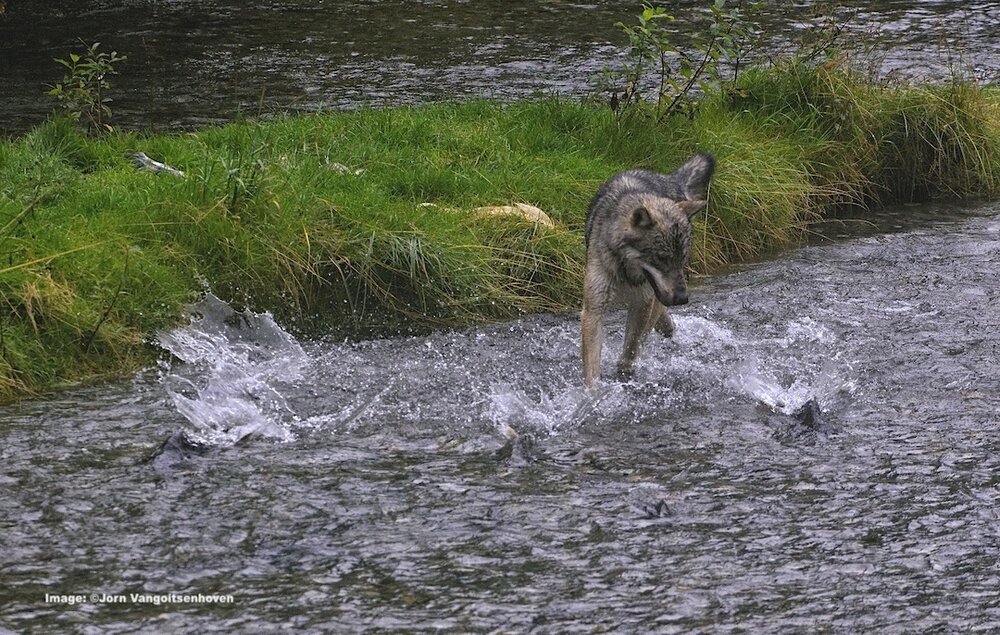 The Wolf's complete Diet Grey-Wolf-Salmon-Fishing-Southeast-Alaska-Jorn-Vangoidtsenhoven
