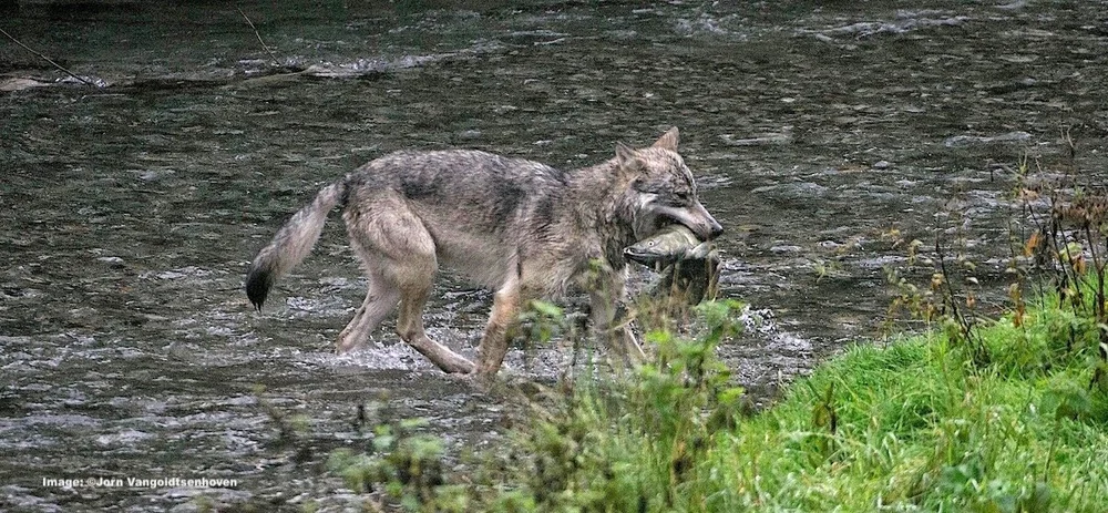 Sea Wolf! On A Secret Stretch of the Pacific Coast Lives the Elusive ...
