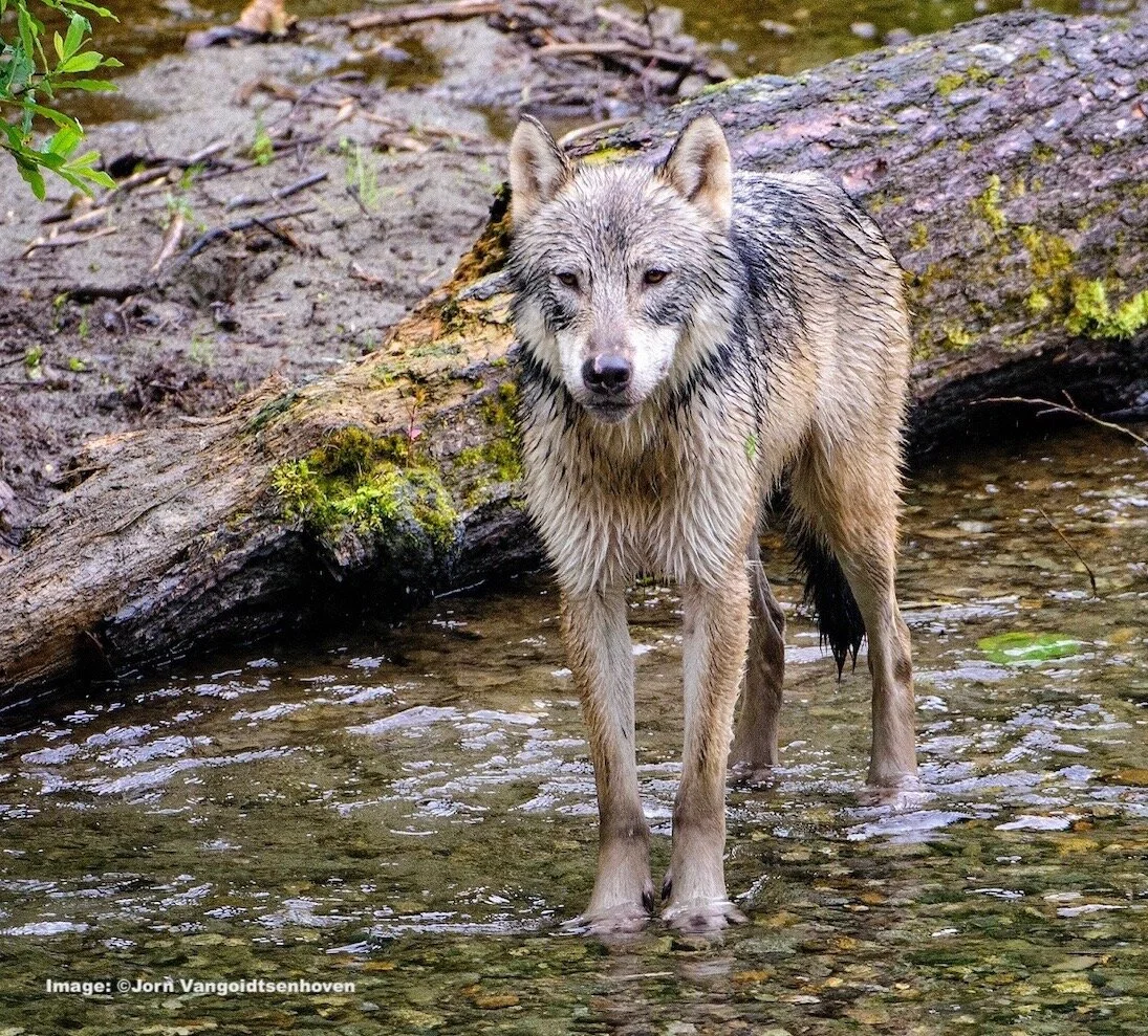 Sea Wolf! On A Secret Stretch of the Pacific Coast Lives the Elusive Fish-Eating Grey Wolf