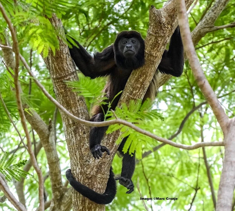 Mantled howler monkey in quiet mode. Image: ©Marc Cronje 