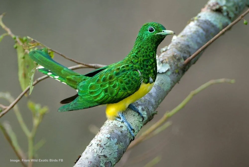 What Would a South African Bird Watcher Say: Stunning Wildlife Secrets