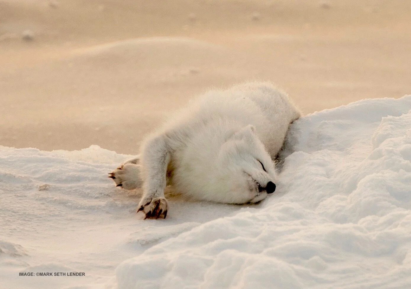 SEQUENCE - Smells SOOOO GOOOD!-2296 copy.jpeg