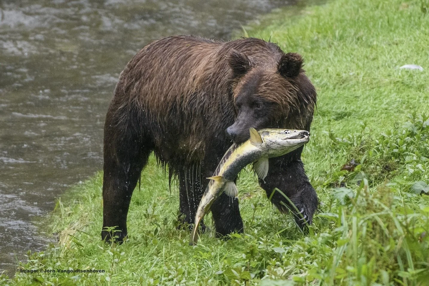 Grizzly bringing salmon back on land