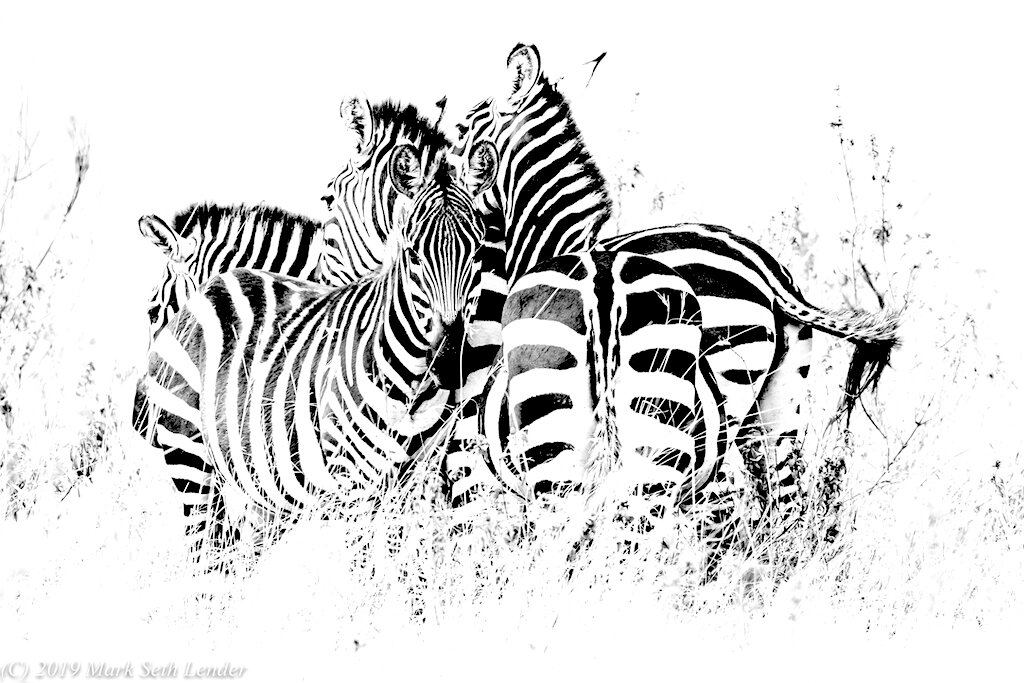 SEQUENCE - Zebra Herd-1746.jpg