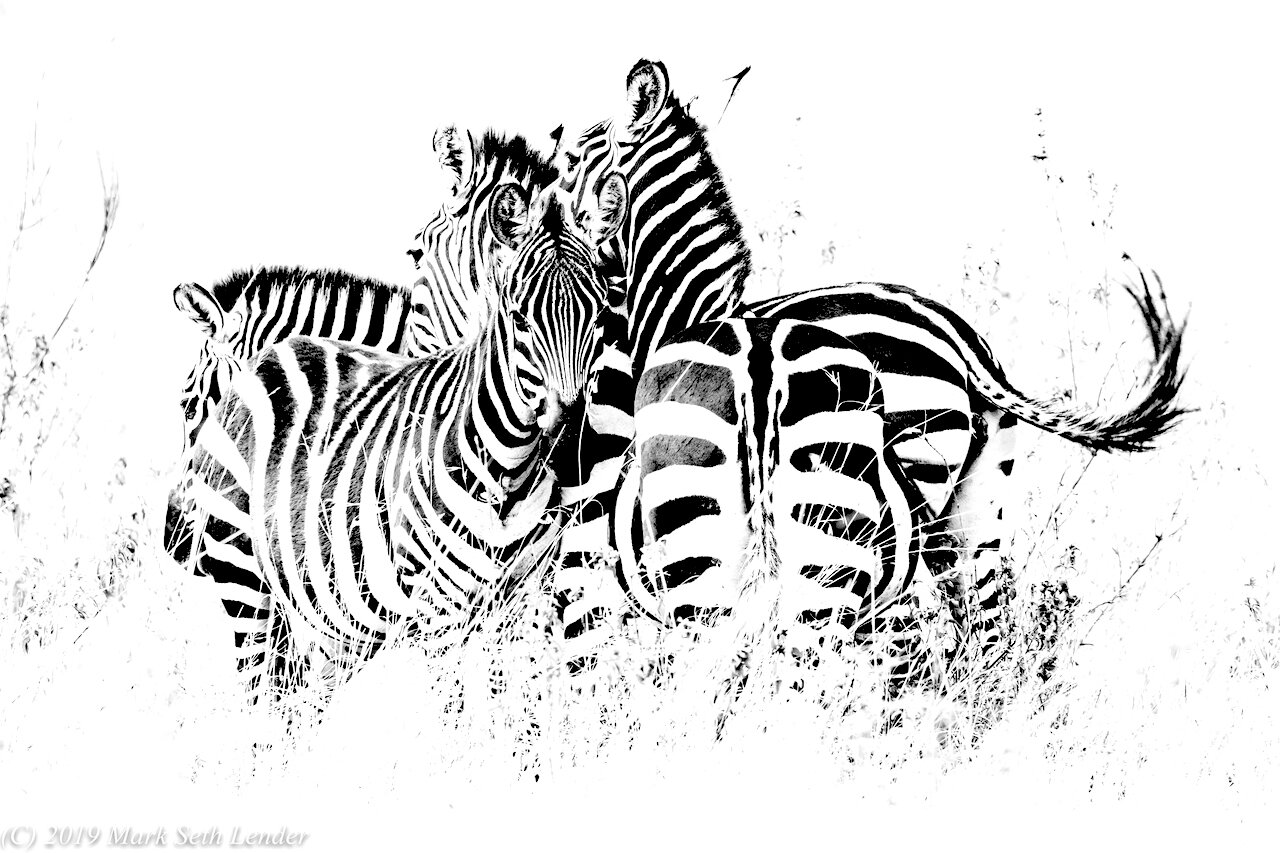 SEQUENCE - Zebra Herd-1747.jpg