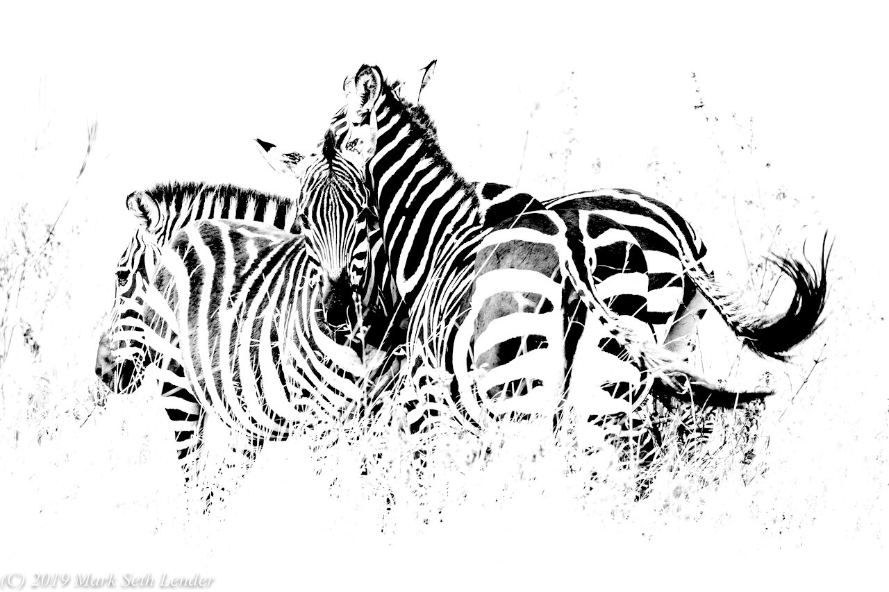 SEQUENCE - Zebra Herd-1749.jpg