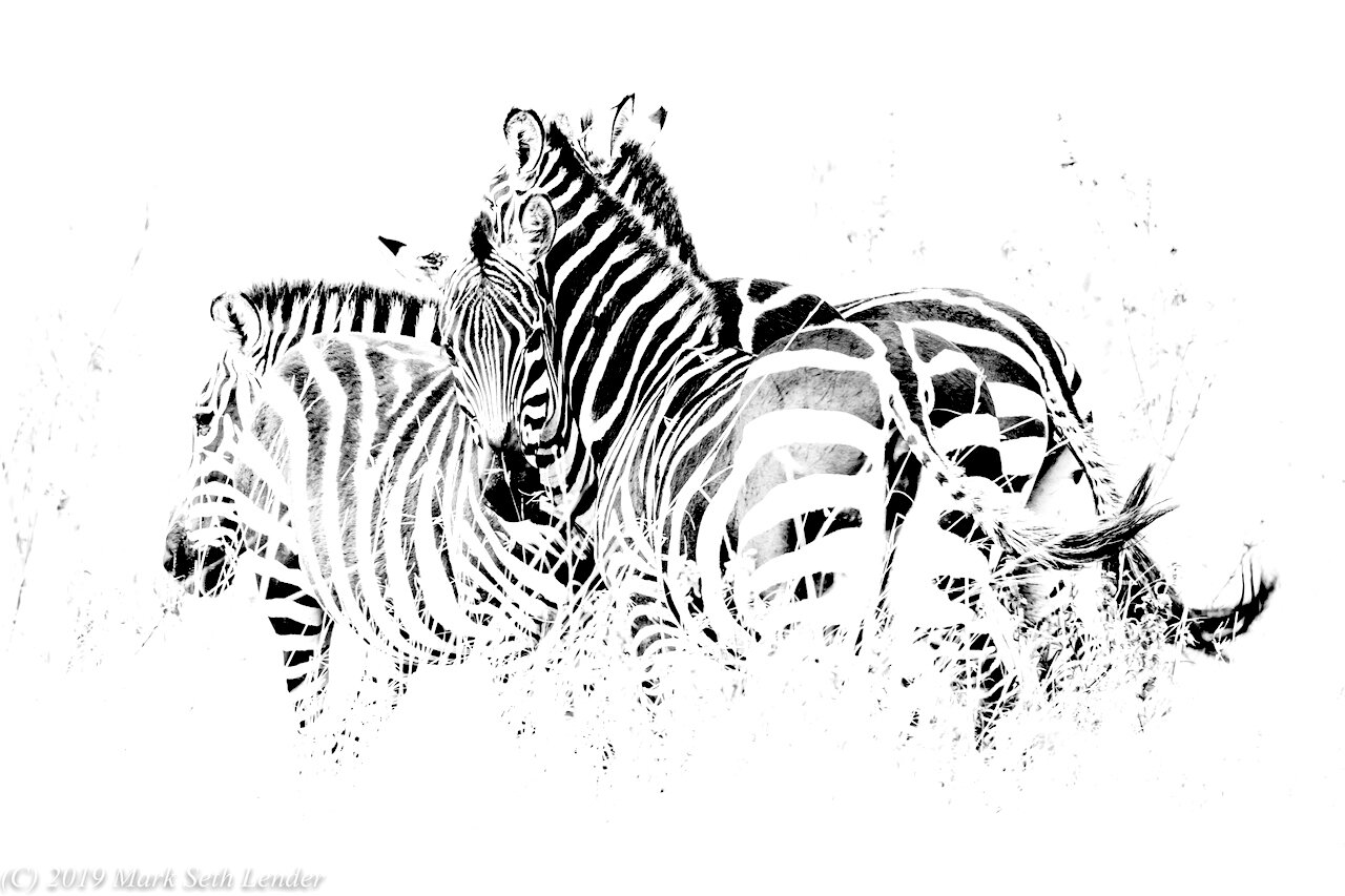 SEQUENCE - Zebra Herd-1750.jpg