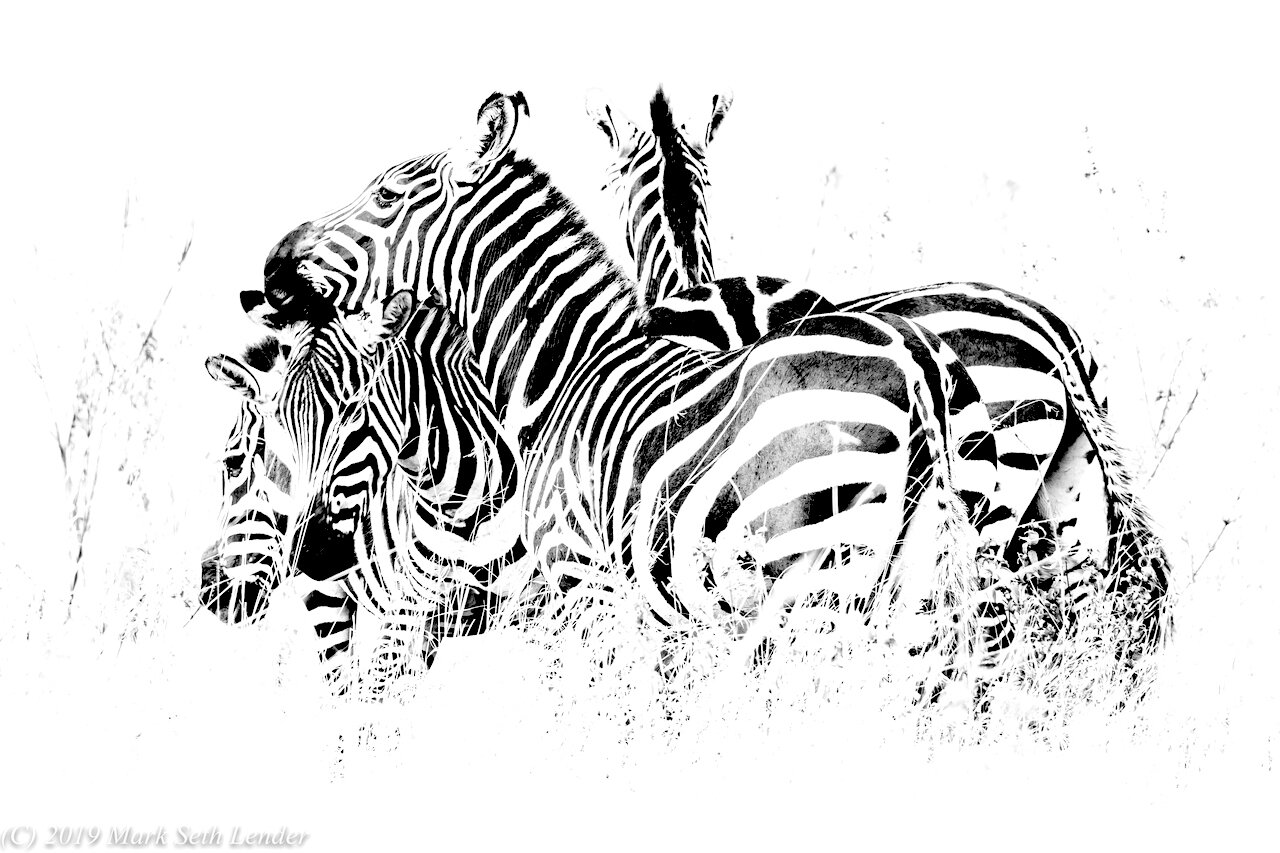 SEQUENCE - Zebra Herd-1754.jpg