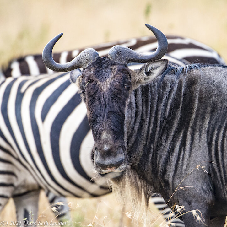 What does the predator see? ©Images Mark Seth Lender 