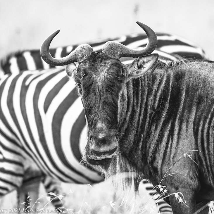 Hoe does the predator interpret zebra and wildebeest together? 