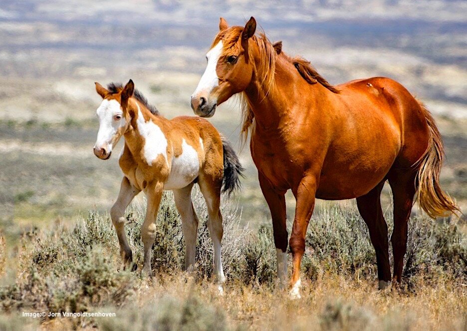 do wild horses live in colorado