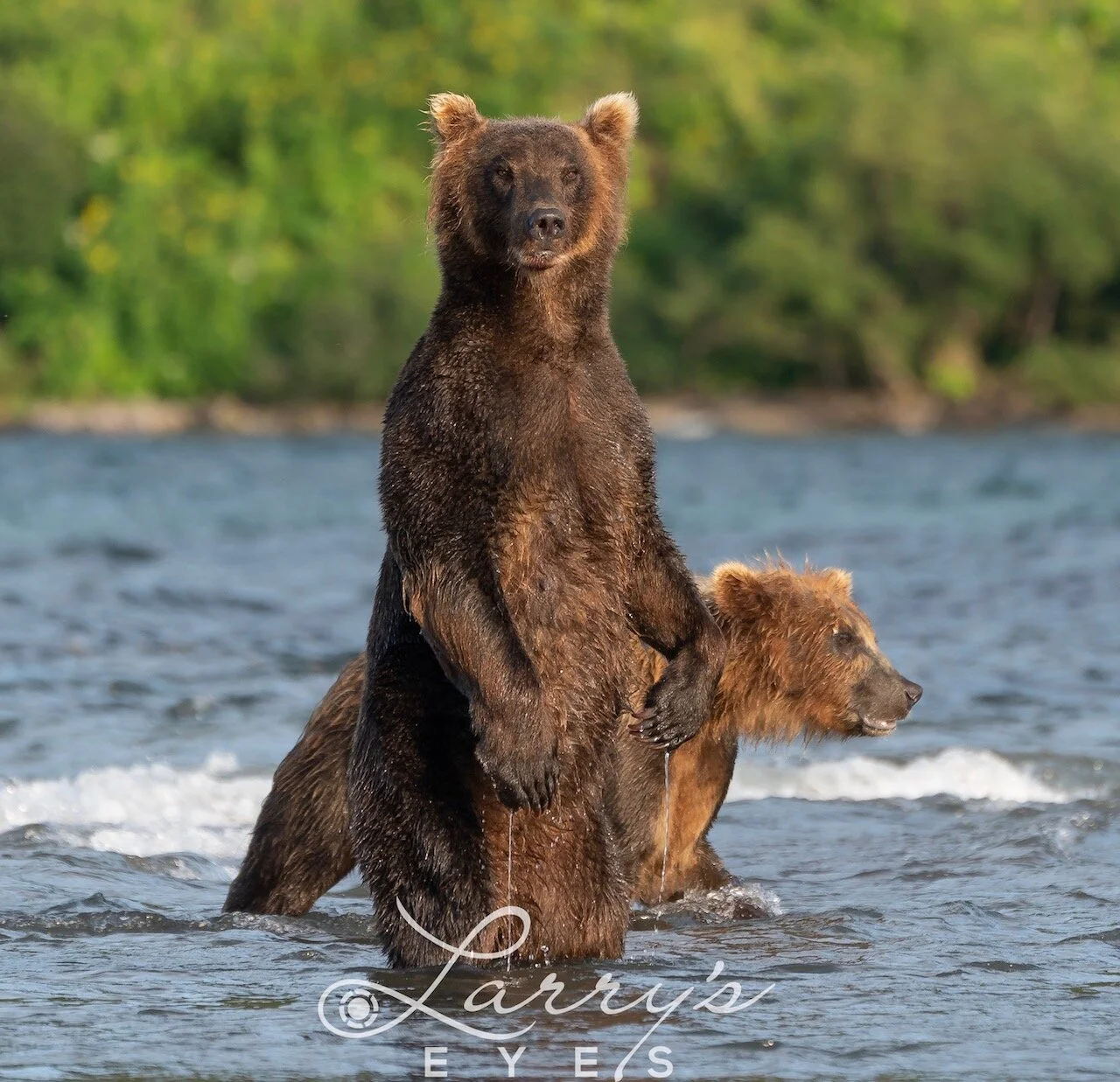 Kamchatka, Brown Bears, and Volcanos on the Far Side of the Earth