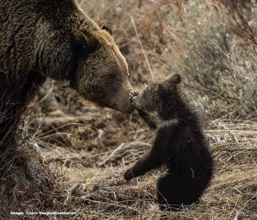 Felicia, a Young Grizzly Bear Mom in Trouble
