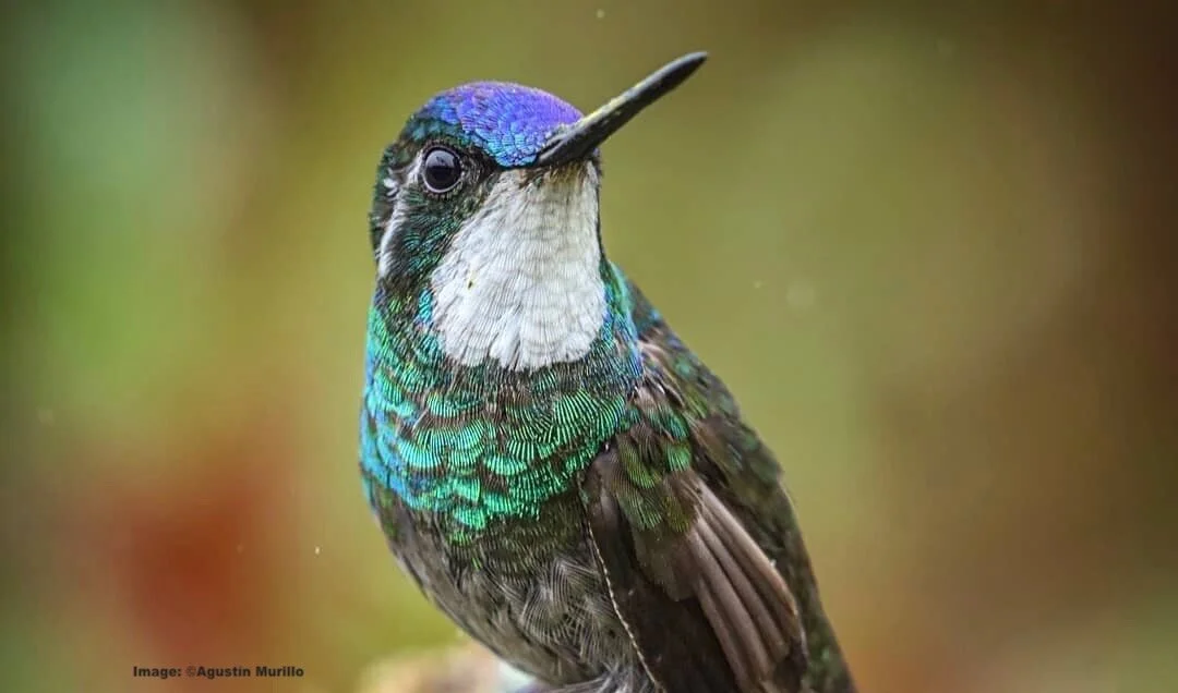 The Best Guide to Seeing Our 9 Favorite Hummingbirds in Costa Rica