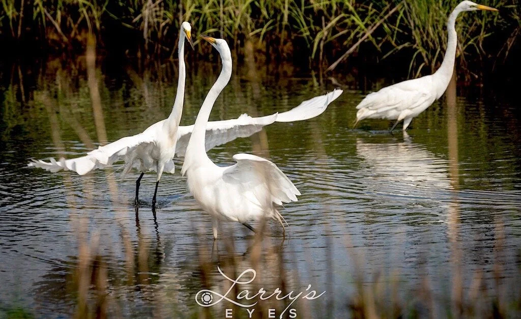 When Pandemic Shut the World, This Photographer Found a New Universe