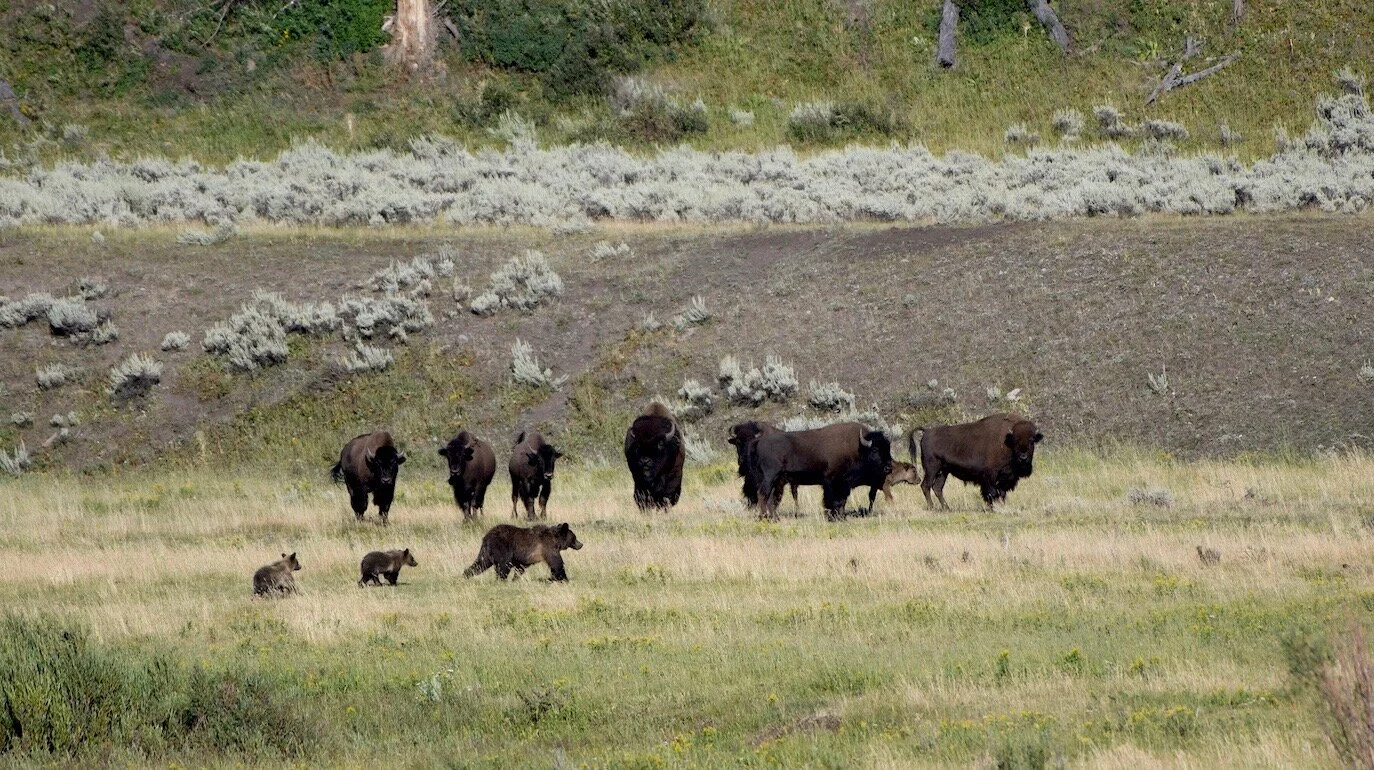 Mama bear is a study in “cool” leading her cubs across a line of watching bison - but, note how small that full-grown grizzly looks in comparison! Image: ©Jorn Vangoidtsenhoven