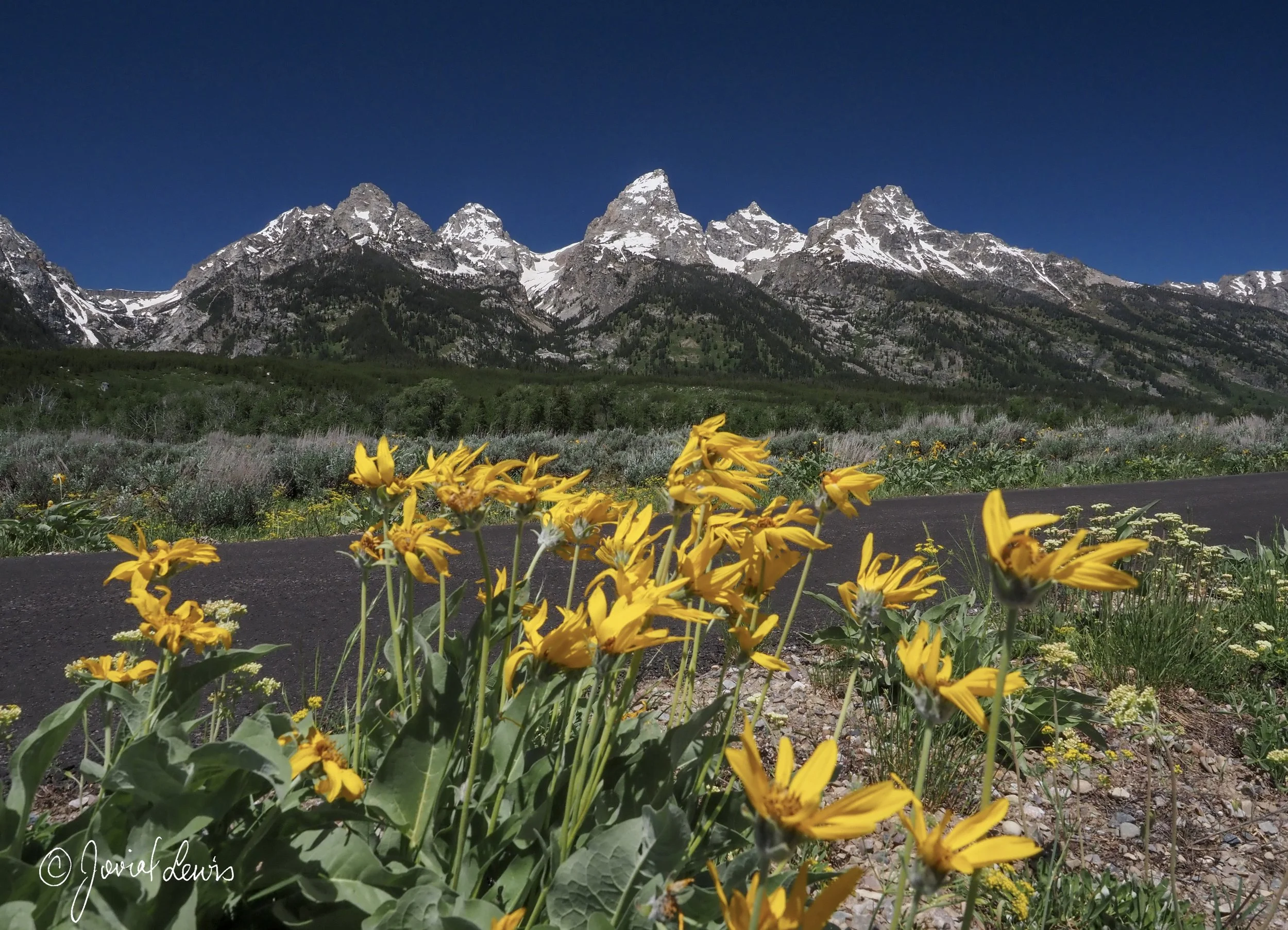 Searching for Wildflowers, the Secret Treasure in Yellowstone and the Grand Tetons